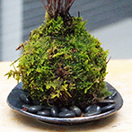 南天苔玉2015e
