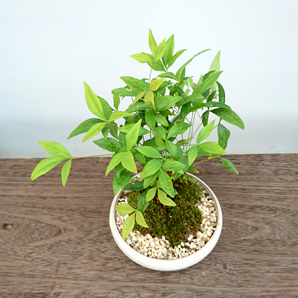 南天盆栽　万古焼