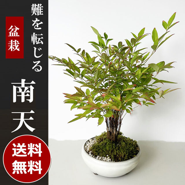 送料無料 南天 ( なんてん ) 盆栽 万古焼白陶器鉢 ミニ盆栽 BONSAI ボンサイ