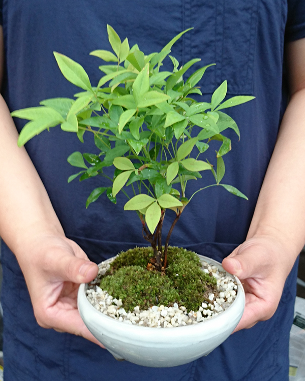 南天盆栽　万古焼