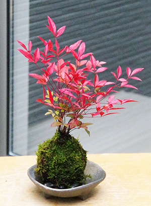 南天苔玉三つ足灰器2015c