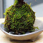 南天苔玉三つ足灰器2015e