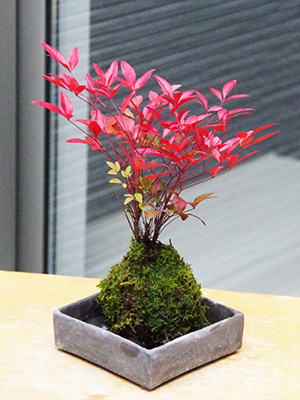 南天苔玉くらま岩器2015c