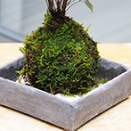 南天苔玉くらま岩器2015d