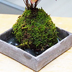 南天苔玉くらま岩器2015e