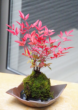 南天苔玉金山焼2015c