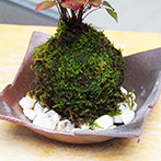 南天苔玉金山焼2015d