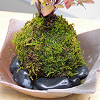 南天苔玉金山焼2015e