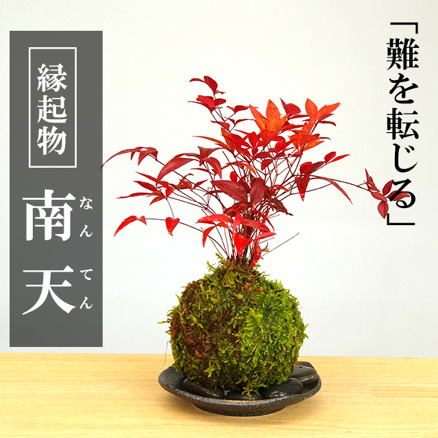 南天苔玉20170131