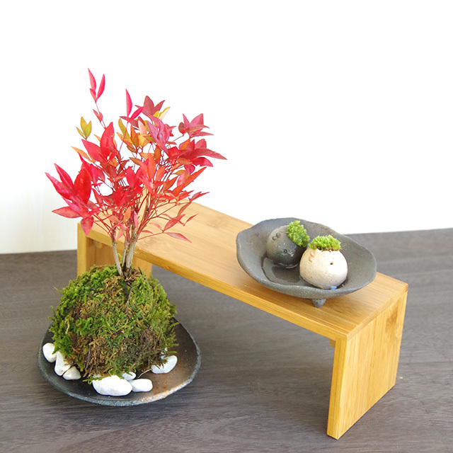 南天苔玉とモスモスセット201611m