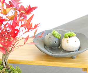 南天苔玉とモスモスセット201611b