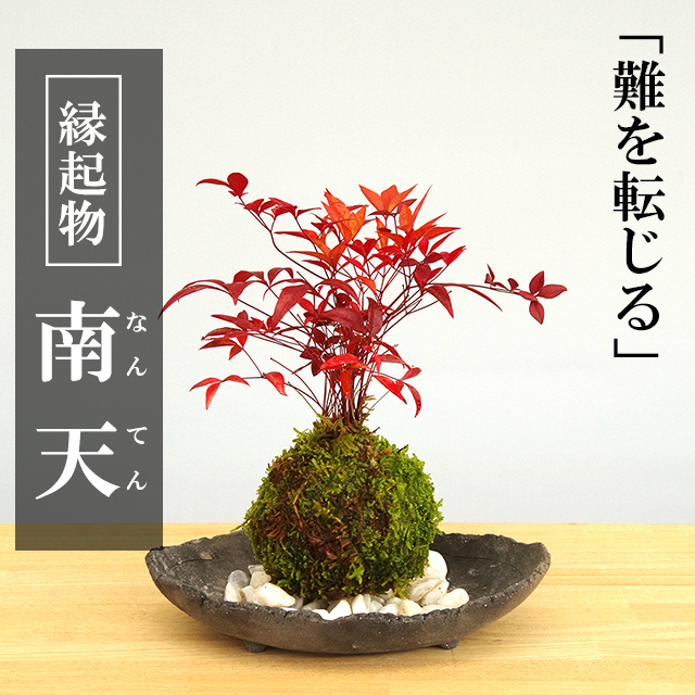 南天苔玉20170131