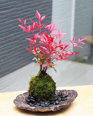 南天苔玉くらま岩器2015c