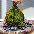 南天苔玉くらま岩器2015e
