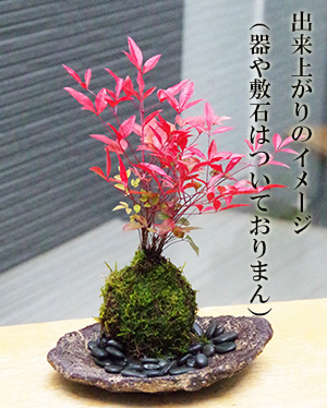 南天苔玉キットイメージ