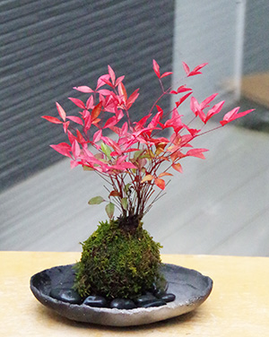 南天苔玉真山茜2015c