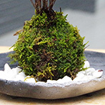 南天苔玉真山茜2015d