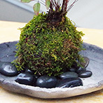 南天苔玉真山茜2015e