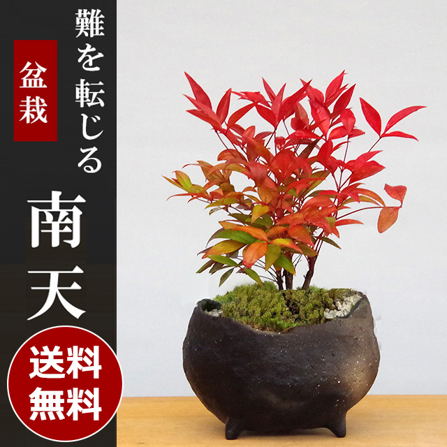 送料無料 南天 盆栽 炭化焼締鉢 ぼんさい ミニ盆栽 BONSAI ボンサイ