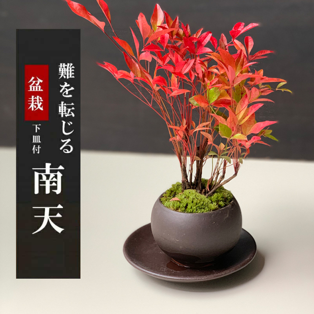 送料無料でお届け！いにしえの和をお届けします【南天（なんてん）の