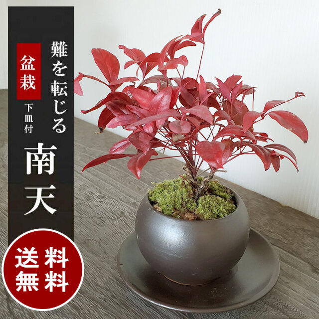 送料無料でお届け いにしえの和をお届けします 南天 なんてん の盆栽 黒陶器鉢 下皿セット