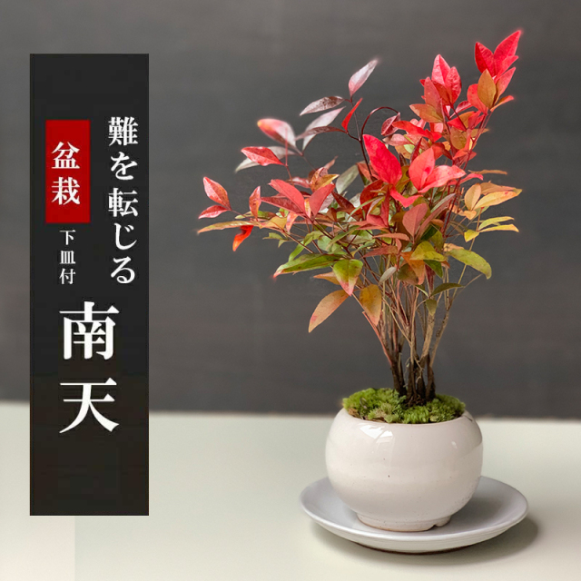 送料無料でお届け！いにしえの和をお届けします【南天（なんてん）の