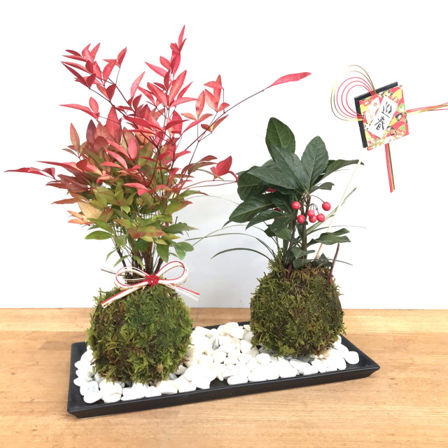 南天ヤブコウジ苔玉