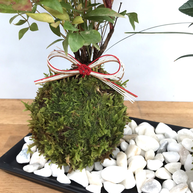 南天ヤブコウジ苔玉