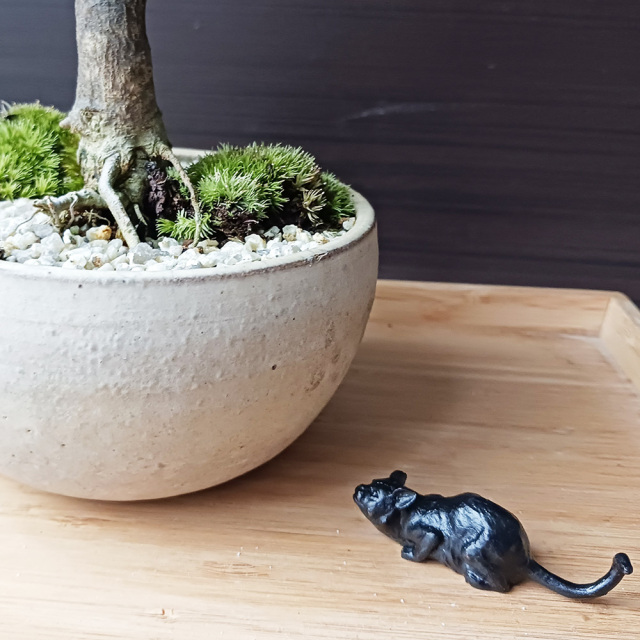 【レア美品】仔猫 子猫 長納魚竹 長納魚丈 彫刻 ネコ置物 箱あり 送料込み レア美品】仔猫 子猫 長納魚竹 長納魚丈 彫刻 ネコ置物 箱あり