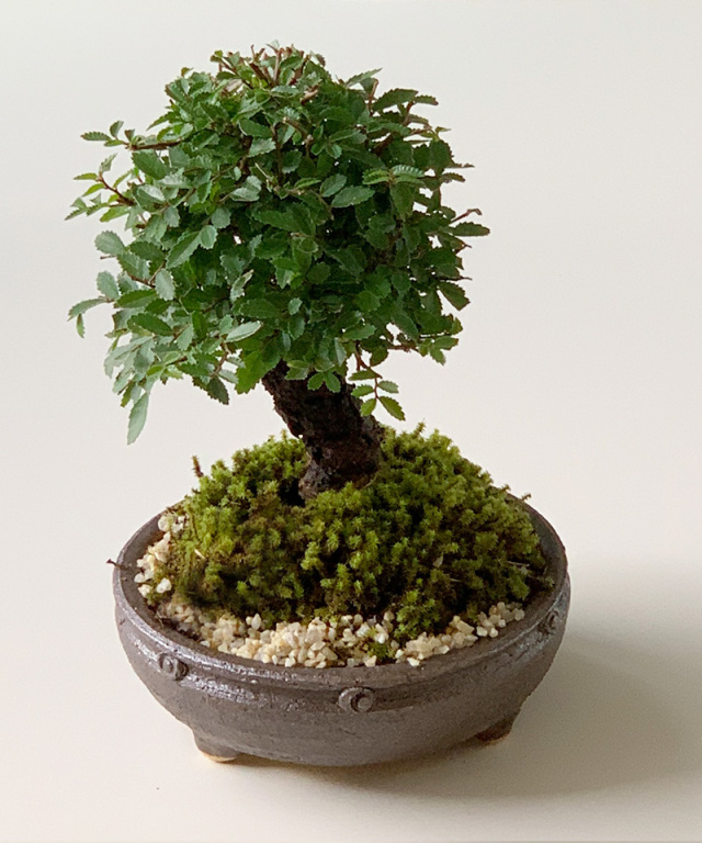 盆栽　青葉楡欅　青葉ニレケヤキ nirekeyaki20160416c.jpg?t=