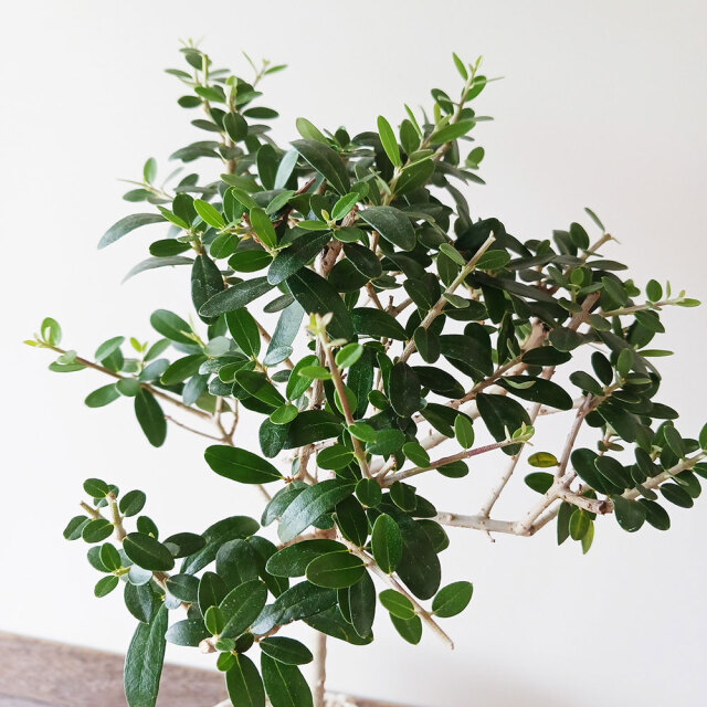 オリーブ盆栽　Olive Bonsai オリーブ🫒 ただただ…かわいい💕 #オリーブ #盆栽 #懸崖 #ちび