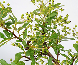 ピラカンサ盆栽