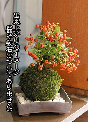 ピラカンサ苔玉キット2015c