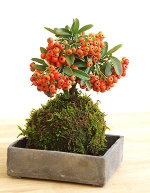 ピラカンサ苔玉焼締角器2011610c