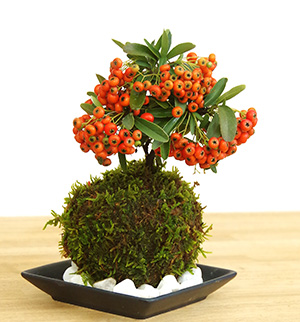 ピラカンサ苔玉201610c