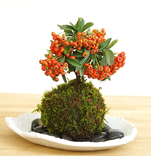 ピラカンサ苔玉楕円白粉引器201610c
