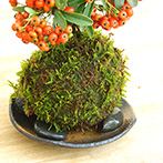 ピラカンサ苔玉201610e