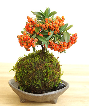 ピラカンサ苔玉三つ足灰器2016c