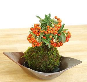ピラカンサ苔玉焼締茶器201610c