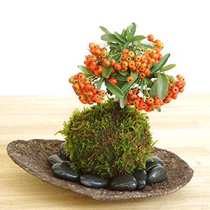 ピラカンサ苔玉くらま器201610c
