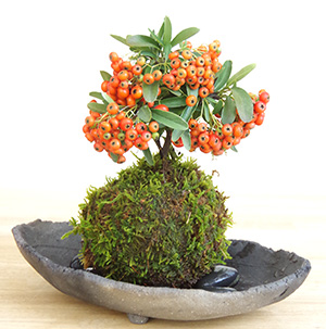 ピラカンサ苔玉炭化焼締器2016c