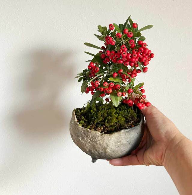 現在葉姿（実なし）】送料無料でお届け。一年中楽しめる花咲く実がなる