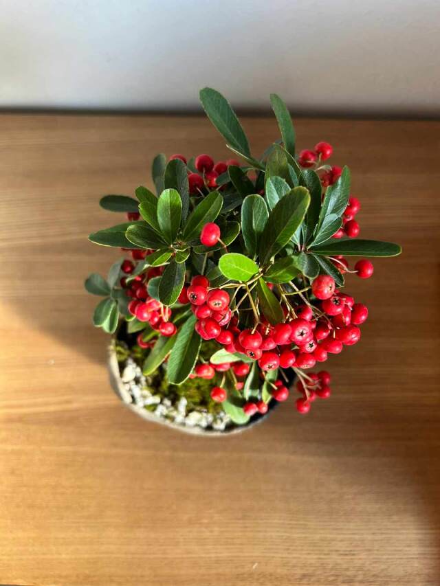 送料無料でお届け。一年中楽しめる花咲く実がなる【ピラカンサの盆栽