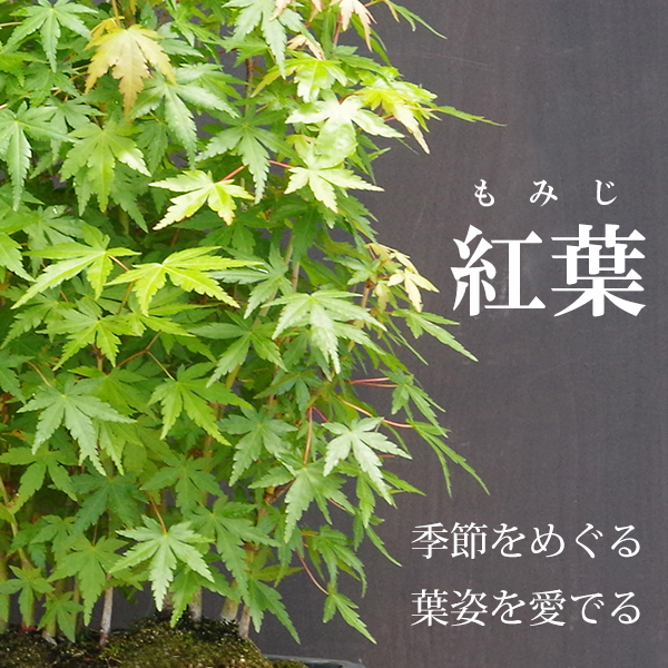 山モミジ1