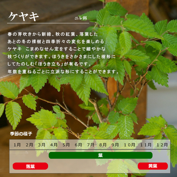 ケヤキ