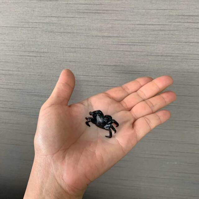 蟹