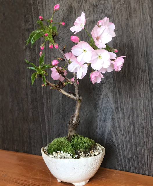 盆栽妙 4月～お届け 遅咲きの桜盆栽 2本立ち 漆黒浅丸 受皿付き