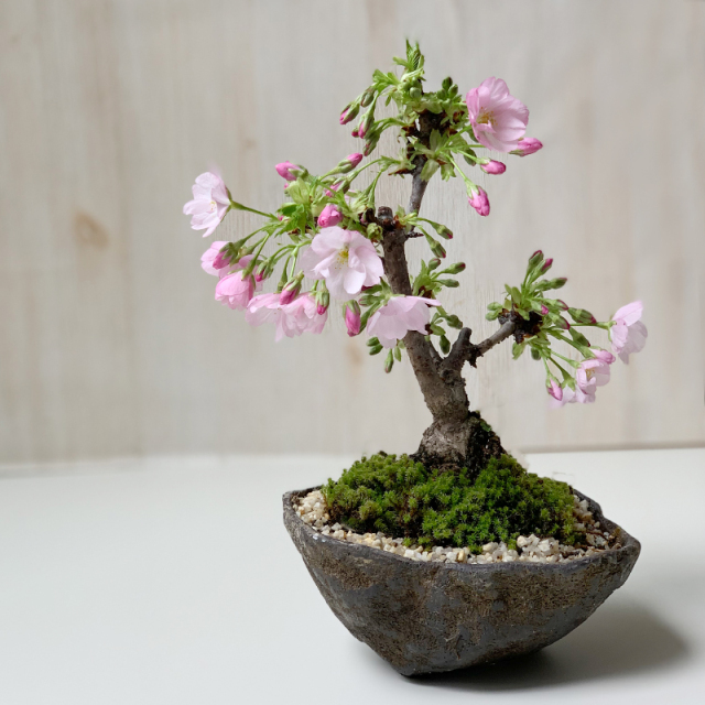 22年開花終了現在葉桜 桜 そう聞くだけで心和む景色を貴方のもとへ 旭山桜 あさひやまさくら の盆栽 くらま鉢