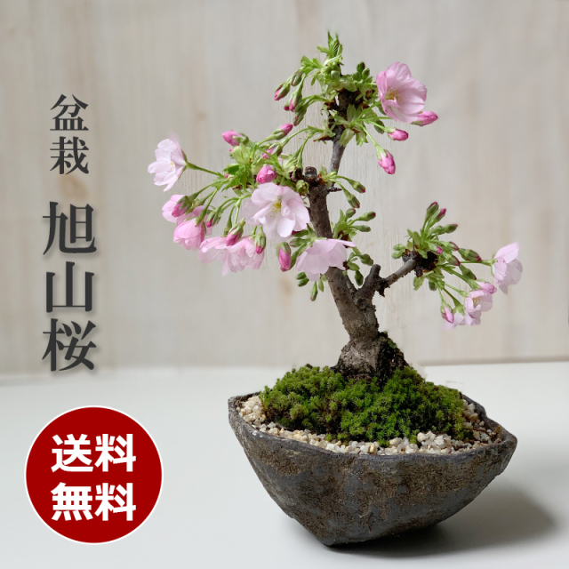 【2024年開花終了】桜・・・そう聞くだけで心和む景色を貴方のもとへ【旭山桜（あさひやまさくら）の盆栽（くらま鉢）】桜 サクラ 桜盆栽 お花見 花が咲く