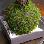 桜苔玉焼き締め器20110317d